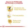 Alimento Para Perro Royal Canin Bhn Bulldog Frances Adulto