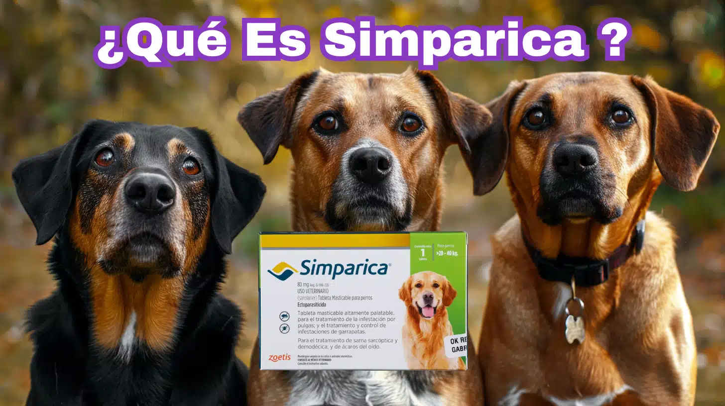 ¿Qué Es Simparica Y Para Qué Sirve?